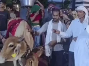 हरियाणा में बछड़े के जन्म पर मनाई छठी: 1 हजार लोगों को भोज, लड़के की तरह कुआं पूजन; ₹21 हजार का छूछक