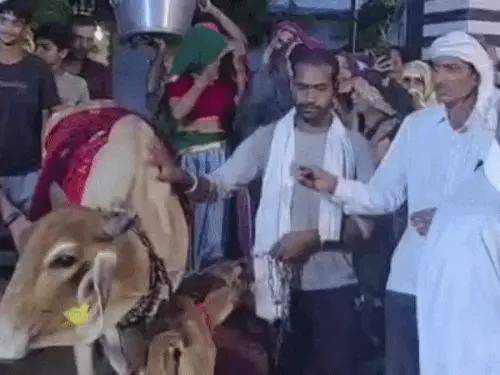 हरियाणा में बछड़े के जन्म पर मनाई छठी: 1 हजार लोगों को भोज, लड़के की तरह कुआं पूजन; ₹21 हजार का छूछक